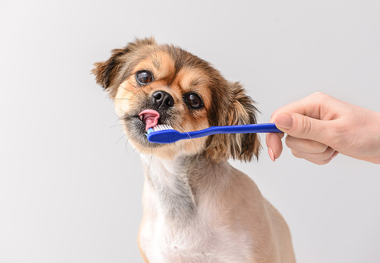 Dental Care