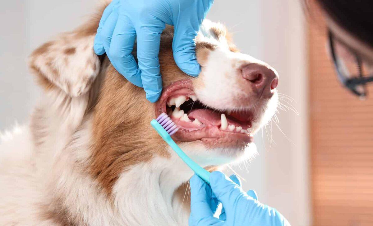 Dog teeth cleaning with toothbrush.