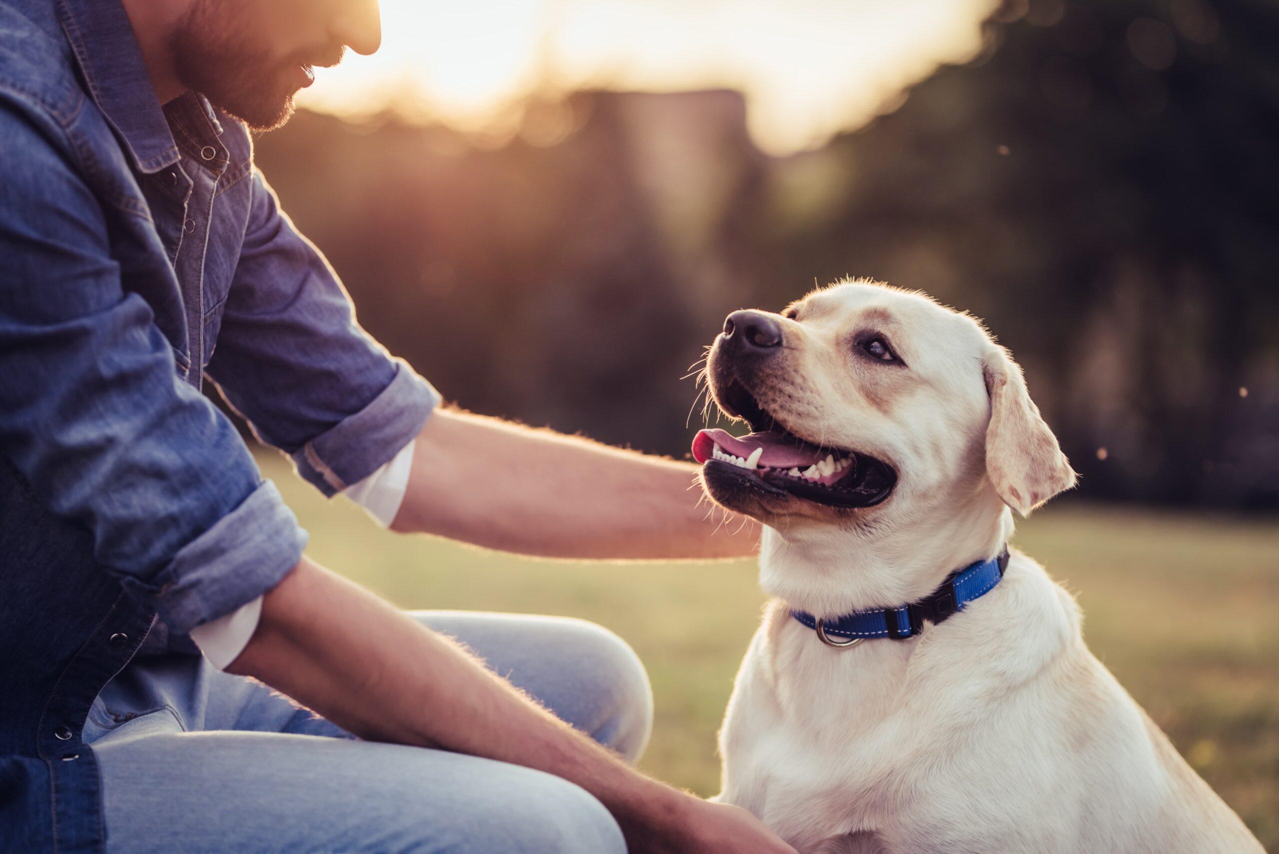 Dog being pet while smiling