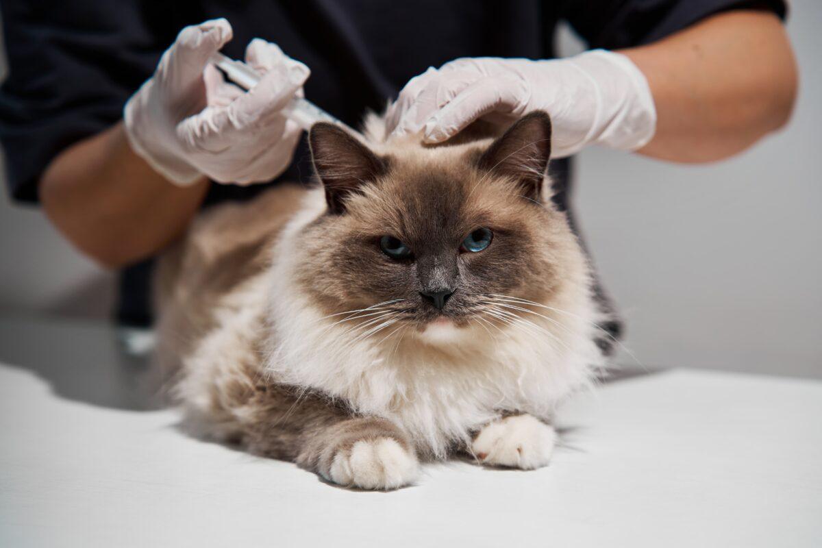 Cat getting vaccine
